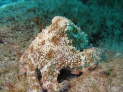 Octo boynton beach. by Joanne Fraser 